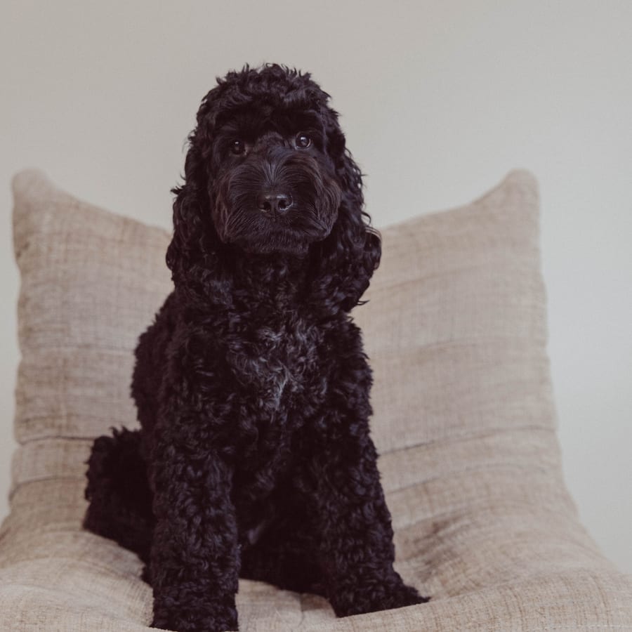 Beer, de zwarte cockapoo van Vera